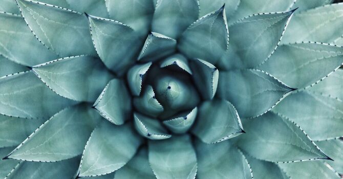 Exploring IV Iron Infusions image